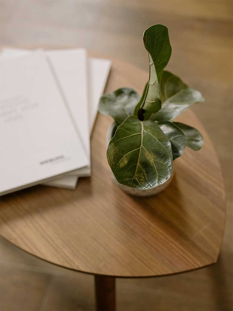 A small houseplant beside neatly stacked minimalist books on a clean wood table, reflecting Lenuma’s calm, organized, and natural home care aesthetic.