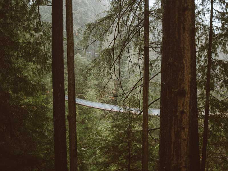 A misty forest scene with a suspended footbridge among towering trees, reflecting North Vancouver’s natural calm and connection to nature.